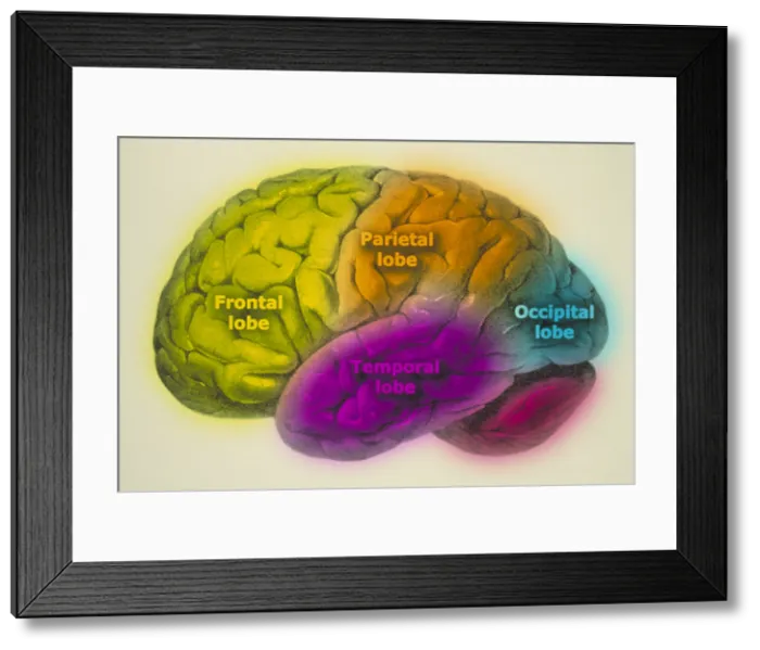 Framed Print : Human brain Framed Print : Human brain