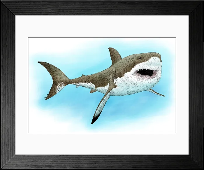 Framed Print : Great White Shark