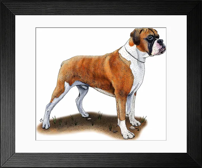 Framed Print : Boxer Dog. Boxer dog, a popular breed of dog. Illustration Framed Print : Boxer Dog. Boxer dog, a popular breed of dog. Illustration