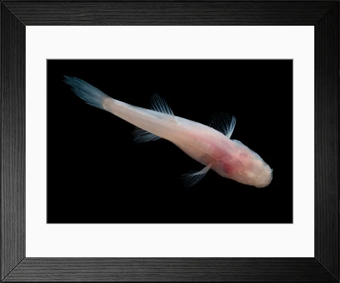 Framed Print : Southern Cave Fish