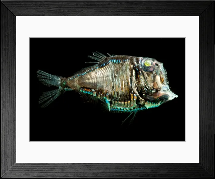 Framed Print : Pacific Hatchetfish (Argyropelecus affinis) Framed Print : Pacific Hatchetfish (Argyropelecus affinis)