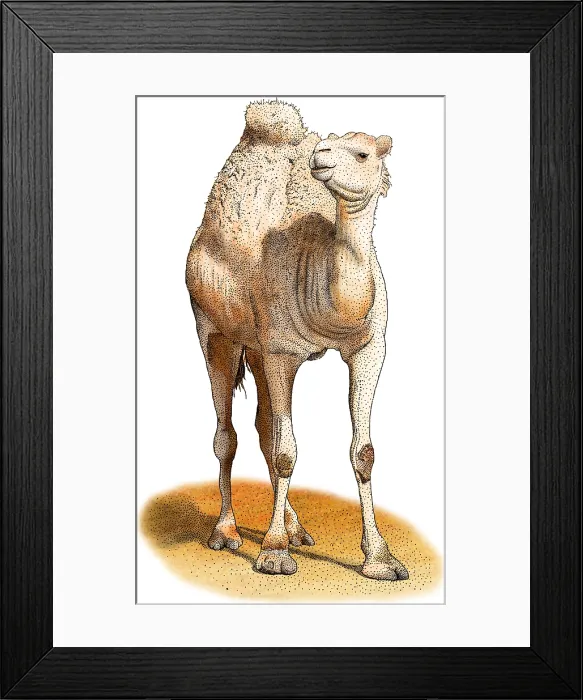 Framed Print : Dromedary. Illustration of a Dromedary (Camelus dromedarius) Framed Print : Dromedary. Illustration of a Dromedary (Camelus dromedarius)