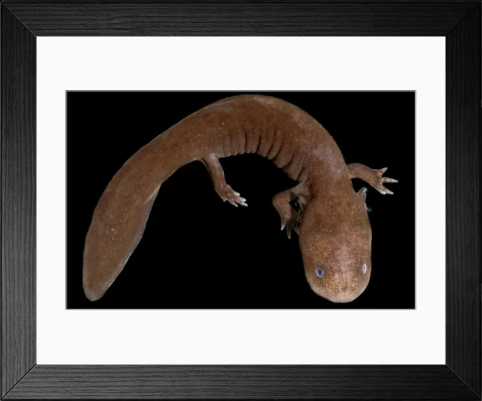 Framed Print : Japanese Giant Salamander (Andrias japonicus) Framed Print : Japanese Giant Salamander (Andrias japonicus)