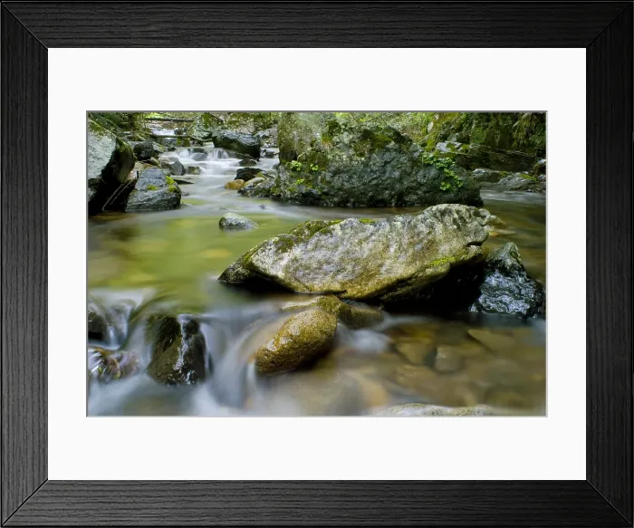 Framed Print : Japanese Giant Salamander Habitat Framed Print : Japanese Giant Salamander Habitat