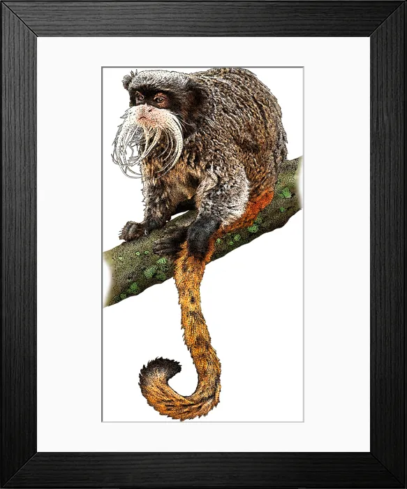 Framed Print : Emperor tamarin