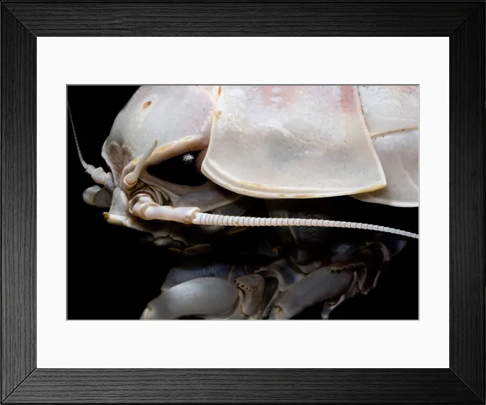 Framed Print : Giant Marine Isopod Framed Print : Giant Marine Isopod