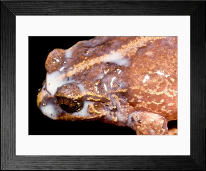 Framed Print : Valdivia Ground Frog defenses