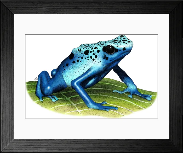 Framed Print : Blue Poison Dart Frog Framed Print : Blue Poison Dart Frog