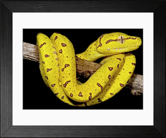 Framed Print : Juvenile Green Tree Python (Morelia viridis) Framed Print : Juvenile Green Tree Python (Morelia viridis)
