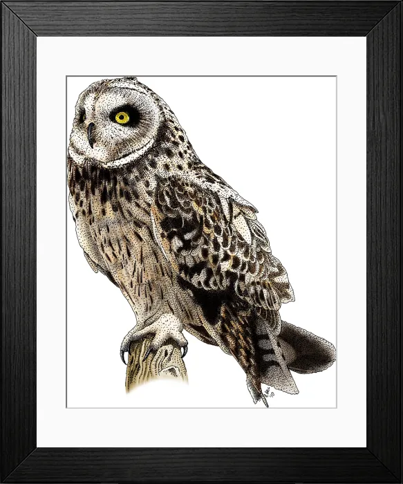 Framed Print : Short-Eared Owl Framed Print : Short-Eared Owl