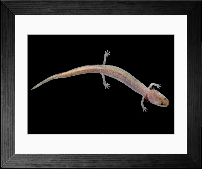 Framed Print : Grotto Salamander, Eurycea spelaea