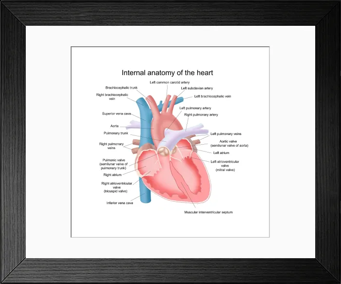 Framed Print : Heart Anatomy