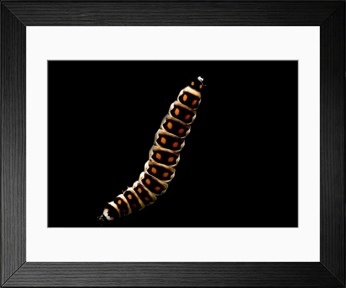 Framed Print : Bioluminescent Railroad Worm