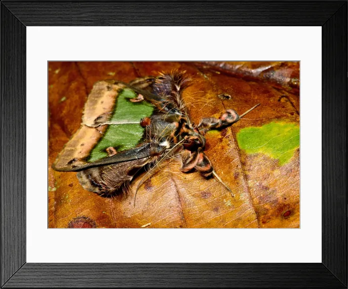 Framed Print : Cryptic Noctuid Moth Framed Print : Cryptic Noctuid Moth