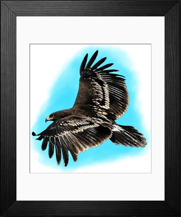 Framed Print : Greater spotted eagle Framed Print : Greater spotted eagle