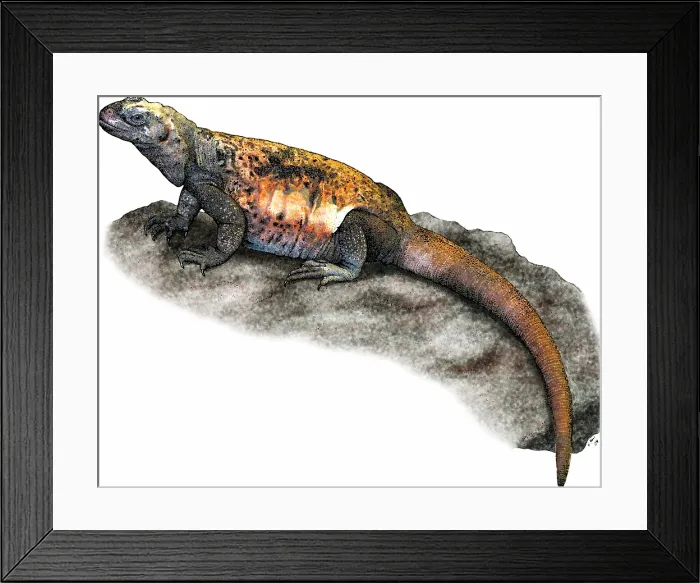Framed Print : Chuckwalla Framed Print : Chuckwalla