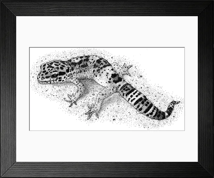 Framed Print : Leopard Gecko Framed Print : Leopard Gecko