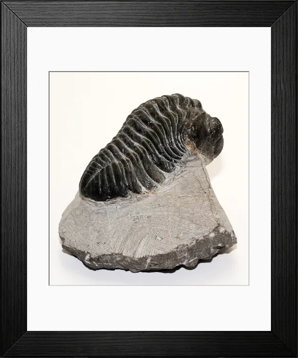 Framed Print : Trilobite fossil (Drotops megalomanicus) Framed Print : Trilobite fossil (Drotops megalomanicus)