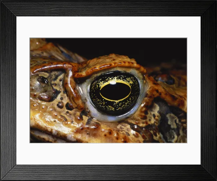 Framed Print : Cane Toad Eye Framed Print : Cane Toad Eye