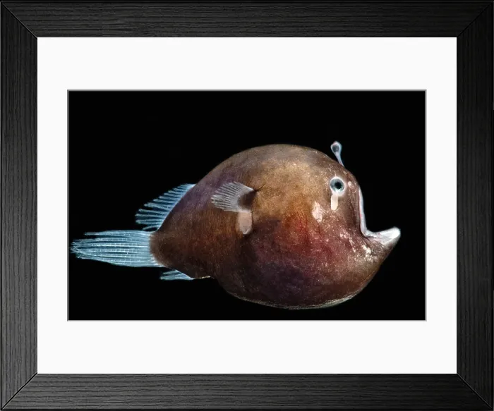 Framed Print : Black Seadevil (Melanocetus sp.)