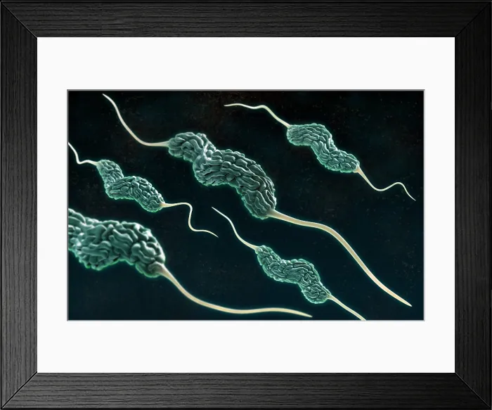Framed Print : Campylobacter Bacteria, 3D Model Framed Print : Campylobacter Bacteria, 3D Model