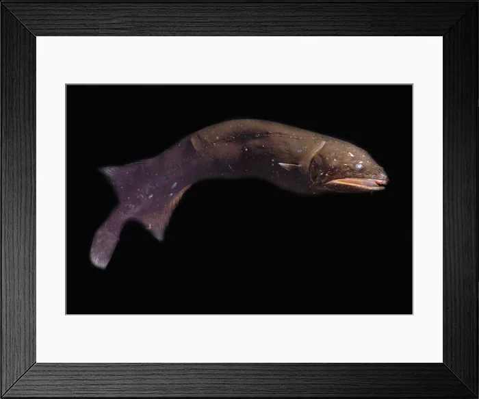 Framed Print : Whalefish. Cetomimus gilli, a whalefish, is a mesopelagic deeper water