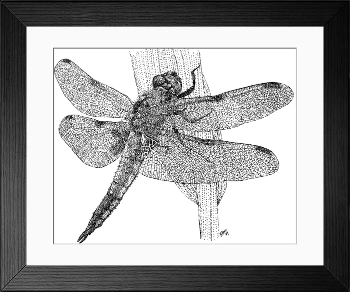 Framed Print : Four Spotted Skimmer Dragonfly Framed Print : Four Spotted Skimmer Dragonfly