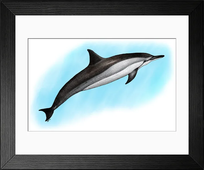 Framed Print : Spinner Dolphin