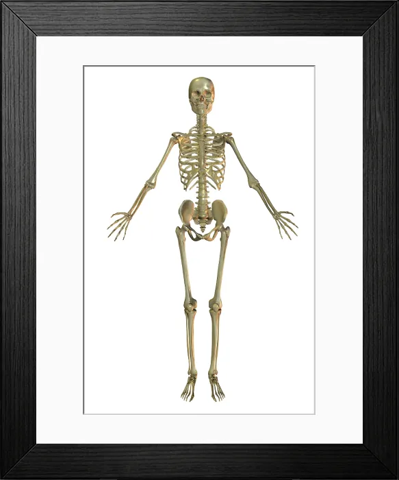 Framed Print : Human Skeleton Framed Print : Human Skeleton