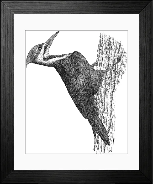 Framed Print : Pileated Woodpecker Framed Print : Pileated Woodpecker