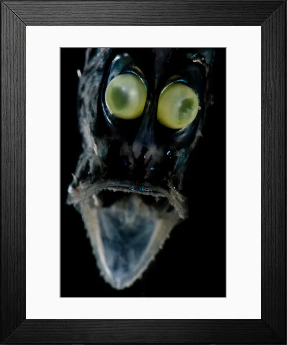 Framed Print : Hatchetfish (Argyropelecus sp.) Framed Print : Hatchetfish (Argyropelecus sp.)