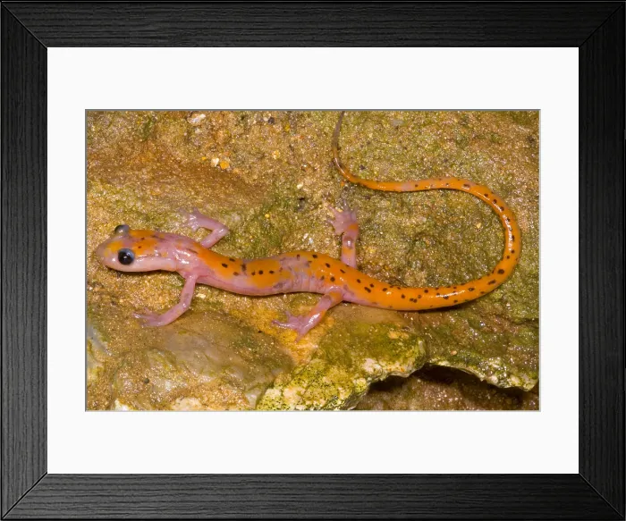 Framed Print : Cave Salamander Framed Print : Cave Salamander