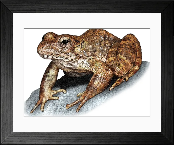 Framed Print : Foothill Yellowlegged Frog Framed Print : Foothill Yellowlegged Frog