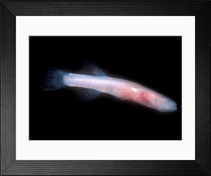 Framed Print : Southern Cave Fish