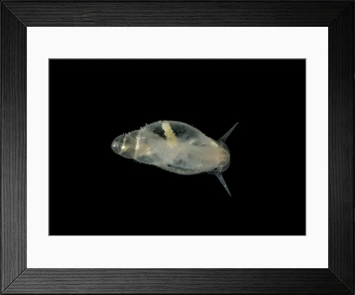 Framed Print : Aquatic Cave Snail