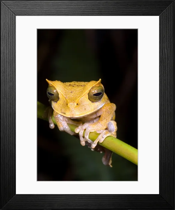 Framed Print : Marsupial Frog Framed Print : Marsupial Frog