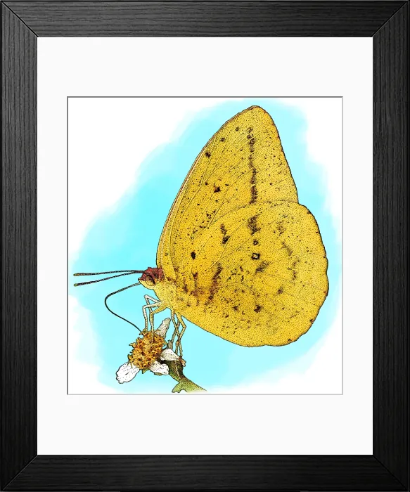 Framed Print : Large Orange Sulphur Framed Print : Large Orange Sulphur
