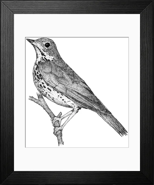 Framed Print : Wood Thrush Framed Print : Wood Thrush