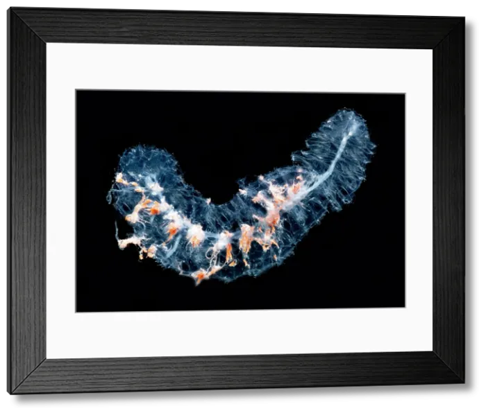Framed Print : Siphonophore Colony Framed Print : Siphonophore Colony