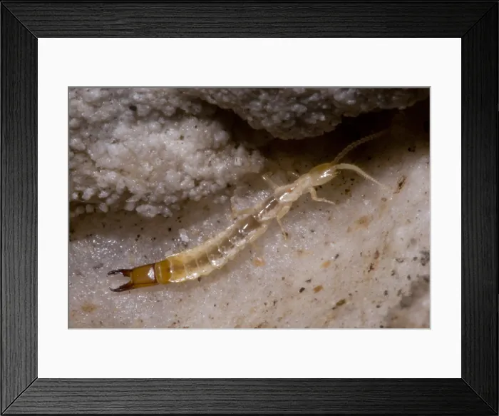 Framed Print : Diplurans are flightless and blind invertebrates Framed Print : Diplurans are flightless and blind invertebrates