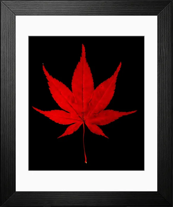 Framed Print : Japanese Maple Leaf