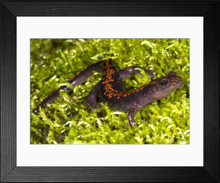 Framed Print : Japanese Clawed Salamander Framed Print : Japanese Clawed Salamander