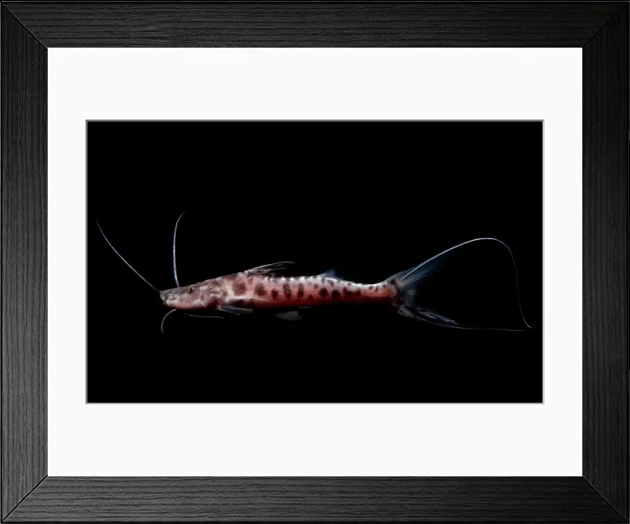 Framed Print : Zebra Catfish Framed Print : Zebra Catfish