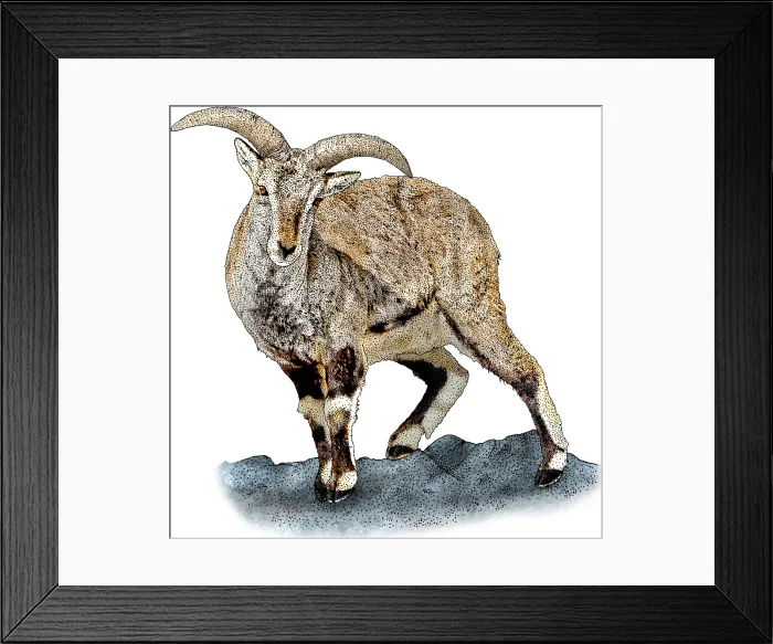 Framed Print : Bharal. Illustration of a Bharal (Pseudois nayaur) Framed Print : Bharal. Illustration of a Bharal (Pseudois nayaur)