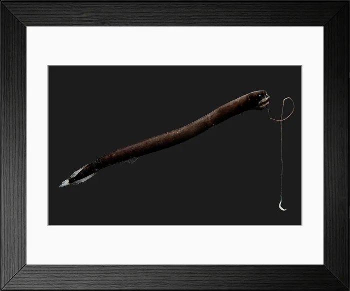 Framed Print : Deep-Sea Dragonfish