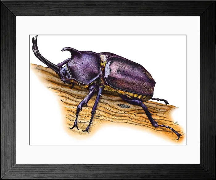 Framed Print : Japanese rhinoceros beetle Framed Print : Japanese rhinoceros beetle