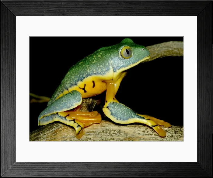Framed Print : Splendid Leaf Frog Framed Print : Splendid Leaf Frog