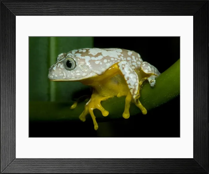 Framed Print : Amazon Leaf Frog Framed Print : Amazon Leaf Frog