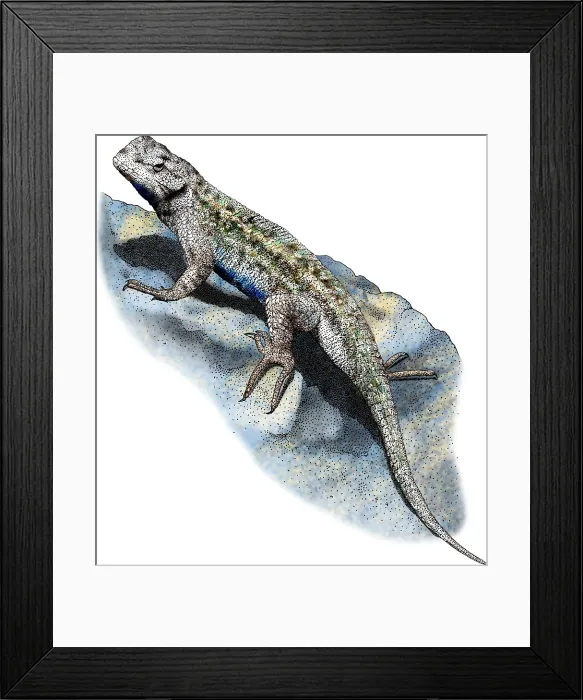 Framed Print : Western Fence Lizard
