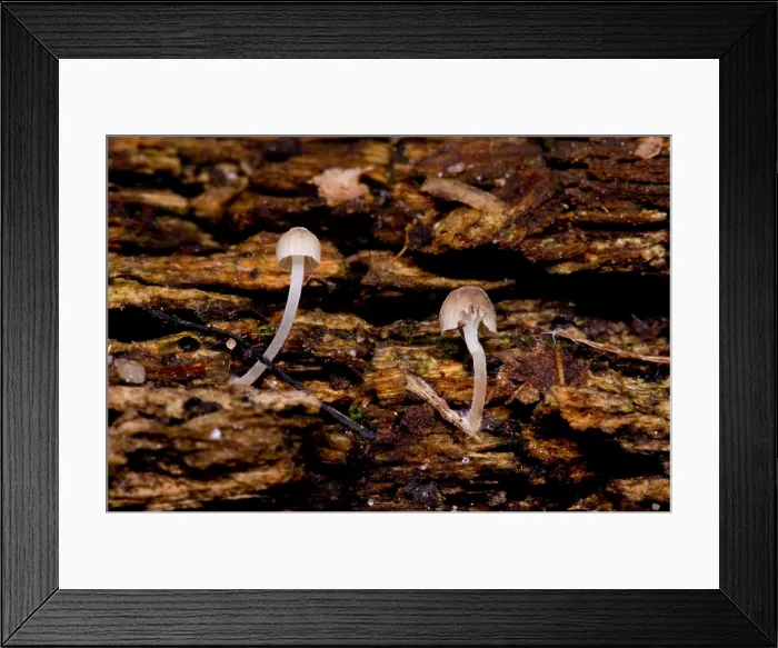 Framed Print : Bioluminescent Fungi Framed Print : Bioluminescent Fungi